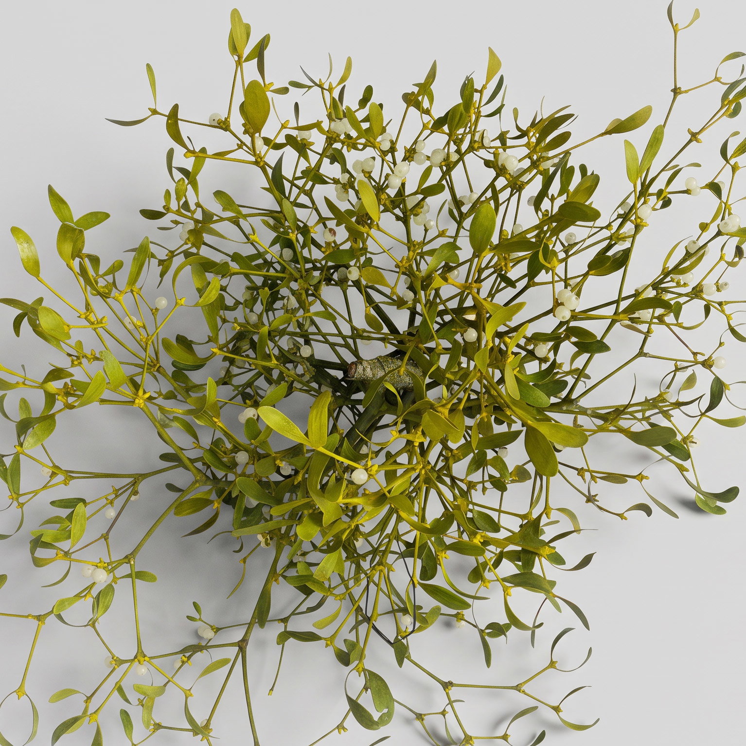 Mistelkrone natur, klein, ca. 25-35 cm Ø, 2 Stück Mistelkrone natur, klein, ca. 25-35 cm Ø, 2 Stück