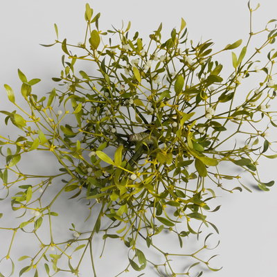 Mistelkrone natur, klein, ca. 25-35 cm Ø, 2 Stück Mistelkrone natur, klein, ca. 25-35 cm Ø, 2 Stück