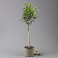 Oleander, Farbe zufällig, Stamm, Topf-Ø 18 cm, Höhe ca. 70