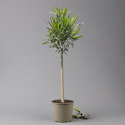 Oleander, Farbe zufällig, Stamm, Topf-Ø 18 cm, Höhe ca. 70
