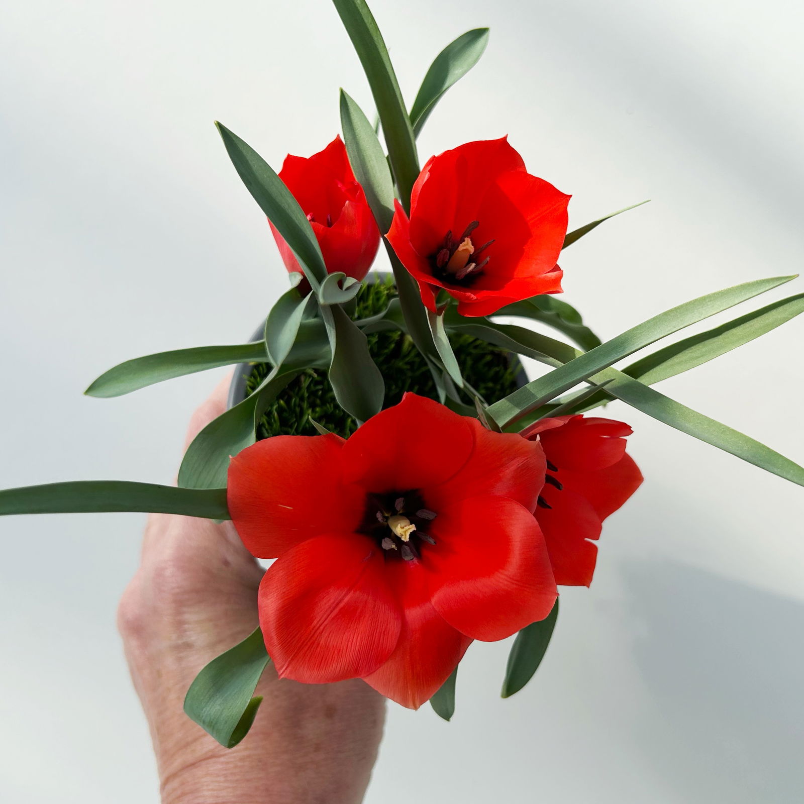 Wildtulpe, orangerot, einfach blühend, mit Gras, Topf -Ø 9 cm, 4 Pflanzen