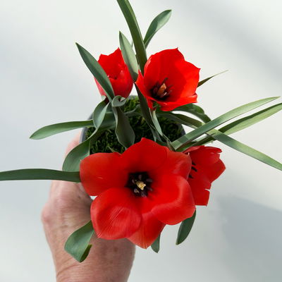 Wildtulpe, orangerot, einfach blühend, mit Gras, Topf -Ø 9 cm, 4 Pflanzen