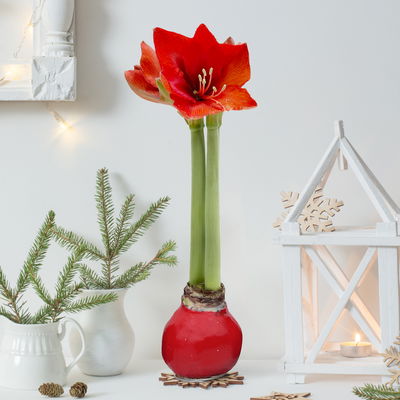 Amaryllis in Wachs XL, Dekor 'Red Mix' Farbe zufällig, Blüte rot