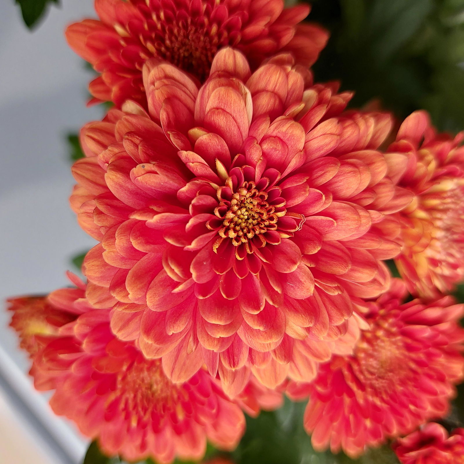 Chrysanthemen 'Chrysanne® Grandezza Orange', orange, Topf-Ø 13 cm, 6er-Set