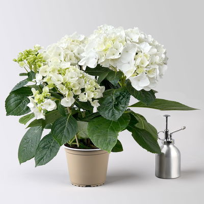 Hortensie Hovaria® 'Holibel' weiß, Topf-Ø 14 cm, Höhe ca. 40 cm