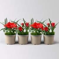 Wildtulpe, orangerot, einfach blühend, mit Gras, Topf -Ø 9 cm, 4 Pflanzen
