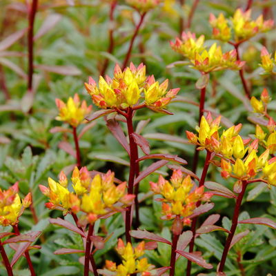 Gold-Fetthenne 'Weihenstephaner Gold', gelb, Topf 3 Liter