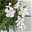 Oleander Farbe nach Verfügbarkeit, Stamm, Topf-Ø 18 cm, Höhe ca. 70
