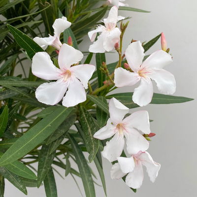 Oleander, Farbe zufällig, Stamm, Topf-Ø 18 cm, Höhe ca. 70
