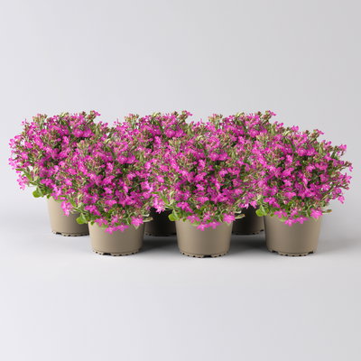 Männertreu, pink, Topf-Ø 12 cm, 6 Pflanzen Männertreu, pink, Topf-Ø 12 cm, 6 Pflanzen