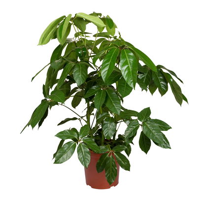 Schefflera actinophylla 'Amate', Topf-Ø 30 cm, Höhe ca. 100 - 130 cm