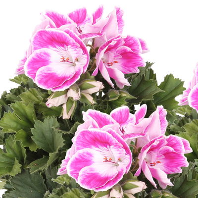 Edelgeranie Bella Donna® 'Don Amalia®', rosa-weiß, Topf-Ø 12 cm, 6 Pflanzen