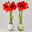 Amaryllis in Wachs XL, Dekor 'Red Joy Mix' Farbe zufällig, Blüte rot, 2 Pflanzen Amaryllis in Wachs XL, Dekor 'Red Joy Mix' Farbe zufällig, Blüte rot, 2 Pflanzen