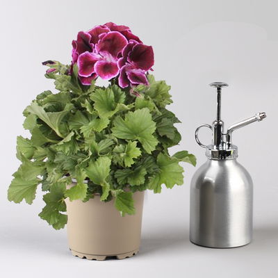 Edelgeranie Bella Donna® 'Don Valentino®', pink-lila, Topf-Ø 12 cm, 6 Pflanzen