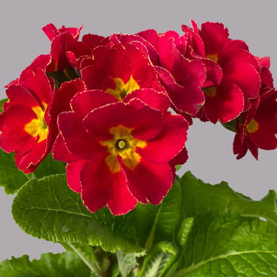Hohe Schlüsselblume 'Inara® Red' rot, Topf-Ø 13 cm, 6 Pflanzen Hohe Schlüsselblume 'Inara® Red' rot, Topf-Ø 13 cm, 6 Pflanzen