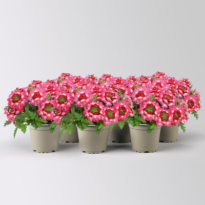 Eisenkraut 'Drums® Red Shades' pink-rot, Topf-Ø 12 cm, 6 Pflanzen Eisenkraut 'Drums® Red Shades' pink-rot, Topf-Ø 12 cm, 6 Pflanzen