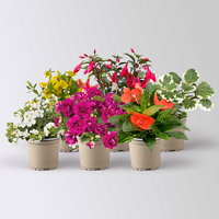 Pflanzenkreation Schatten-Leuchten, bunt, 6 Pflanzen