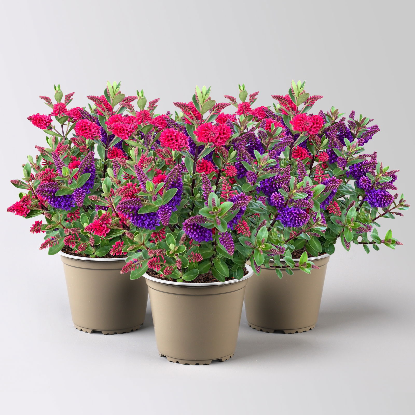 Hebe All Blooms® 'Twin' blau und rot, Topf-Ø 12 cm, 3er-Set