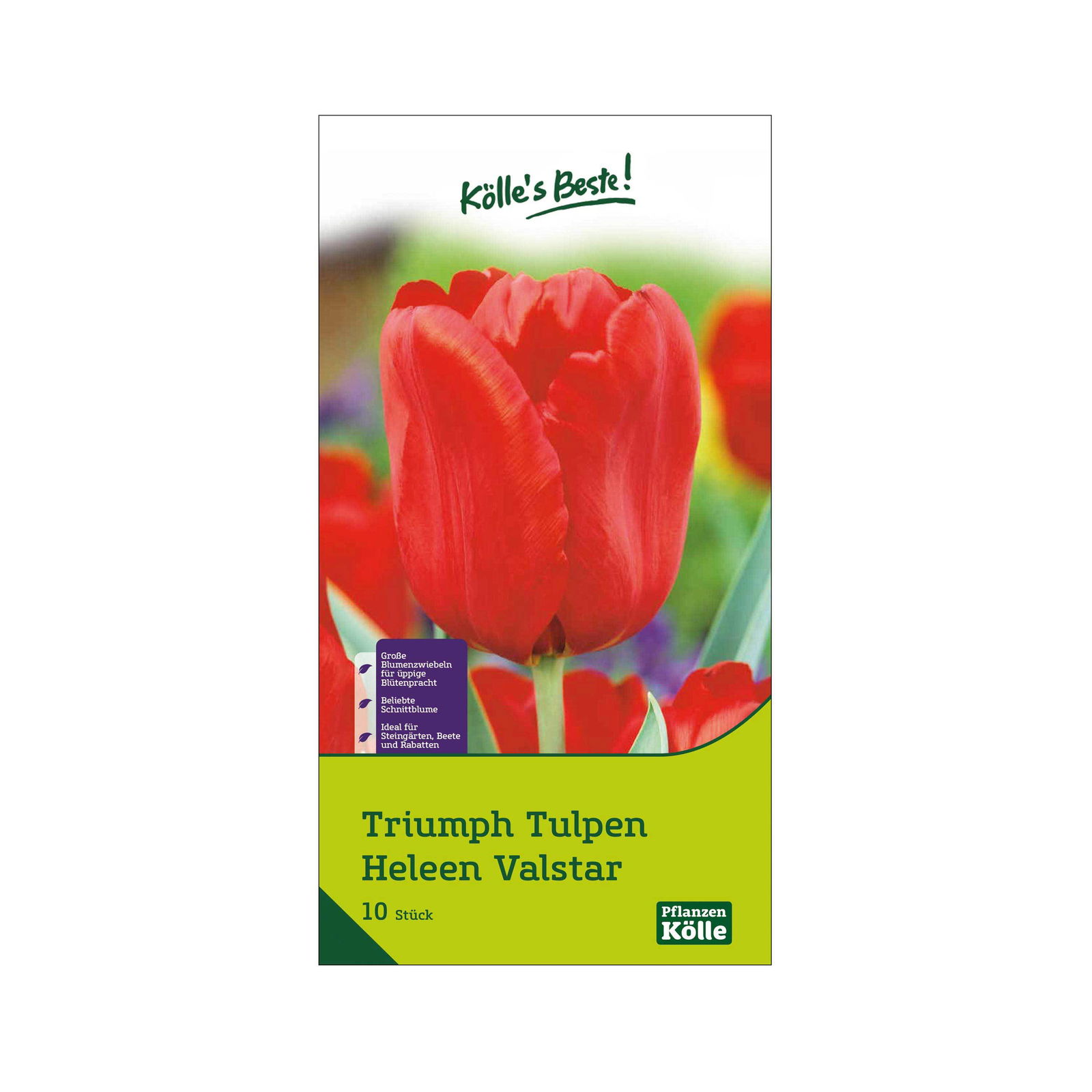 Triumph-Tulpen 'Heleen Valstar', Rosa, 10 Blumenzwiebeln, Größe 11/12