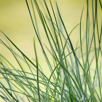 3er-Set Blauschwingel, Festuca glauca 'Compact Blue', 10,5 cm Topf 3er-Set Blauschwingel, Festuca glauca 'Compact Blue', 10,5 cm Topf
