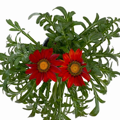 Mittagsgold Farbe zufällig, Topf-Ø 12 cm, 6er-Set Mittagsgold Farbe zufällig, Topf-Ø 12 cm, 6er-Set