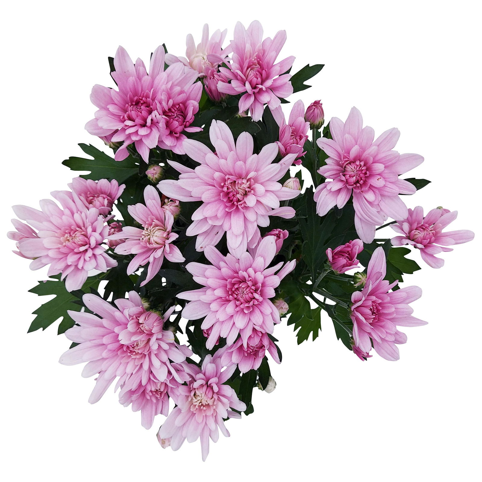 Chrysanthemen 'Chrysanne® Grandezza Pink', pink, Topf-Ø 13 cm, 6er-Set