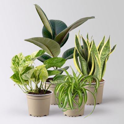 Grünpflanzen Überraschungs-Mix, Topf-Ø 11-14 cm, Höhe 15-50 cm, 4 Pflanzen