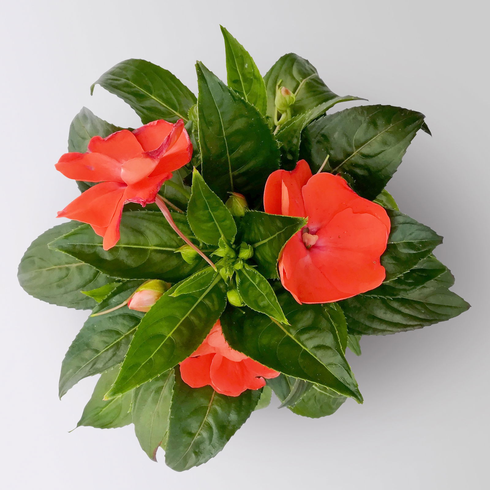 Edellieschen orange/hellrot, Topf-Ø 12 cm, 6 Pflanzen