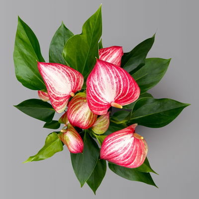 Flamingoblume 'Livium Red' rot-weiß gestreift, Topf-Ø 14 cm