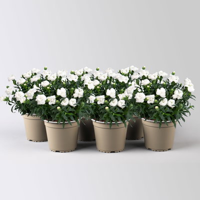Dianthus 'Oscar®', weiß, Topf-Ø 13 cm, 6 Pflanzen