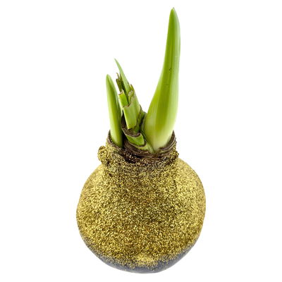 Amaryllis in Wachs XL, Dekor 'Bio-Glitter Gold', Blüte rot Amaryllis in Wachs XL, Dekor 'Bio-Glitter Gold', Blüte rot