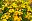 Tagetes tenuifolia