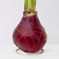 Amaryllis in Wachs, Dekor 'Indian Summer', Farbe zufällig, Blüte rot, 2 Pflanzen Amaryllis in Wachs, Dekor 'Indian Summer', Farbe zufällig, Blüte rot, 2 Pflanzen