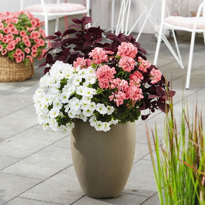 Geranie rosa, stehend, Topf-Ø ca. 10,5 cm, 8 Pflanzen Geranie rosa, stehend, Topf-Ø ca. 10,5 cm, 8 Pflanzen