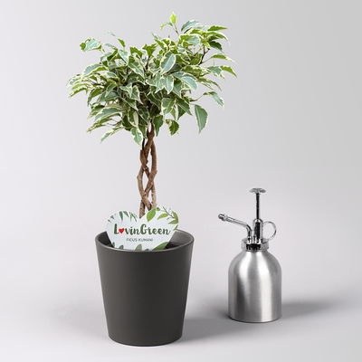 Birkenfeige 'Kumani' in Keramiktopf anthrazit, Topf-Ø 12 cm, Höhe ca. 40 cm Birkenfeige 'Kumani' in Keramiktopf anthrazit, Topf-Ø 12 cm, Höhe ca. 40 cm