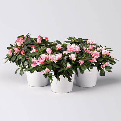 Azalee rosa-weiß, gefüllt, mit Keramiktopf Dallas weiß, Topf-Ø 12 cm, 3er-Set Azalee rosa-weiß, gefüllt, mit Keramiktopf Dallas weiß, Topf-Ø 12 cm, 3er-Set