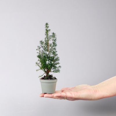 Kegelzypresse 'Top Point', Mini, weiß beschneit, Topf-Ø 6 cm, 6 Pflanzen