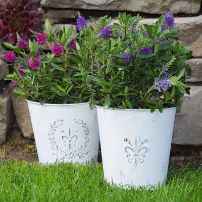 Hebe 'All Blooms®', blau, Topf-Ø 12 cm, 3 Pflanzen