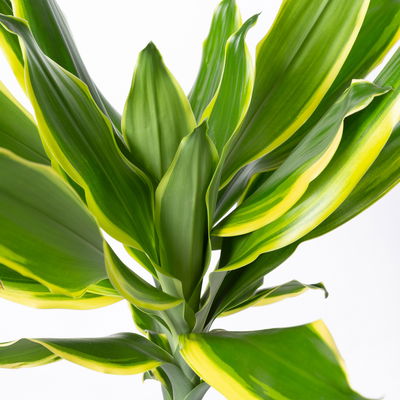 Duftender Drachenbaum 'Gold Dream', Topf-Ø 24 cm, Höhe ca. 140 cm Duftender Drachenbaum 'Gold Dream', Topf-Ø 24 cm, Höhe ca. 140 cm