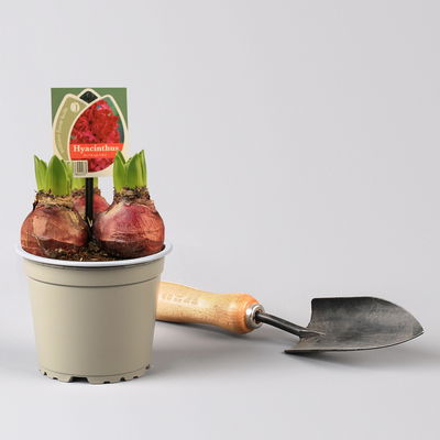 Hyazinthe gelb, orange & rot, vorgetrieben, Topf-Ø 12 cm, 6 Pflanzen