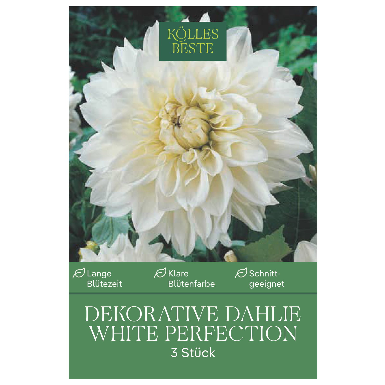 Kölles Beste Dekorative-Dahlie White, 3 Blumenknollen Kölles Beste Dekorative-Dahlie White, 3 Blumenknollen