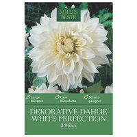 Kölles Beste Dekorative-Dahlie White, 3 Blumenknollen Kölles Beste Dekorative-Dahlie White, 3 Blumenknollen