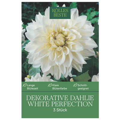Kölles Beste Dekorative-Dahlie White, 3 Blumenknollen Kölles Beste Dekorative-Dahlie White, 3 Blumenknollen
