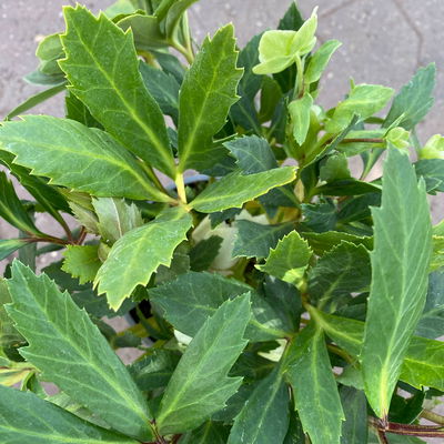 Christrose 'Praecox' weiß, Topf-Ø 13 cm, 2er-Set Christrose 'Praecox' weiß, Topf-Ø 13 cm, 2er-Set