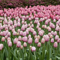 Tulpe rosa/pink, Sorte zufällig, vorgetrieben, Topf-Ø 10 cm, 6 Pflanzen