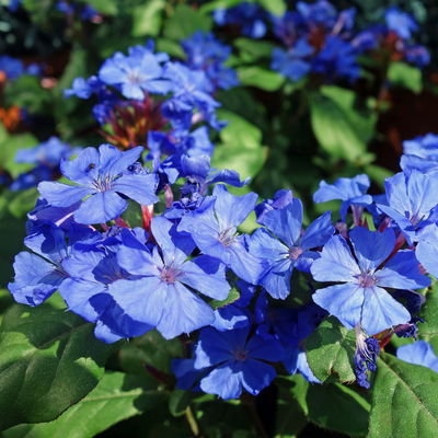 Bio Chinesischer Bleiwurz, blau, Topf 11x11 cm, 3 Pflanzen