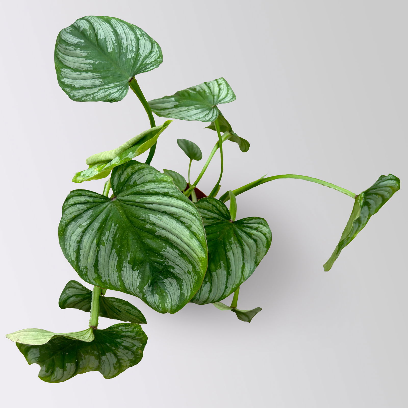 Philodendron mamei grün-silbrig Topf-Ø 12 cm, Höhe ca. 25 cm