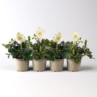 Christrose 'Christmas Carol' weiß, Topf-Ø 9 cm, 4er-Set