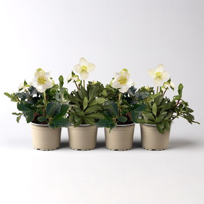 Christrose 'Christmas Carol' weiß, Topf-Ø 9 cm, 4er-Set