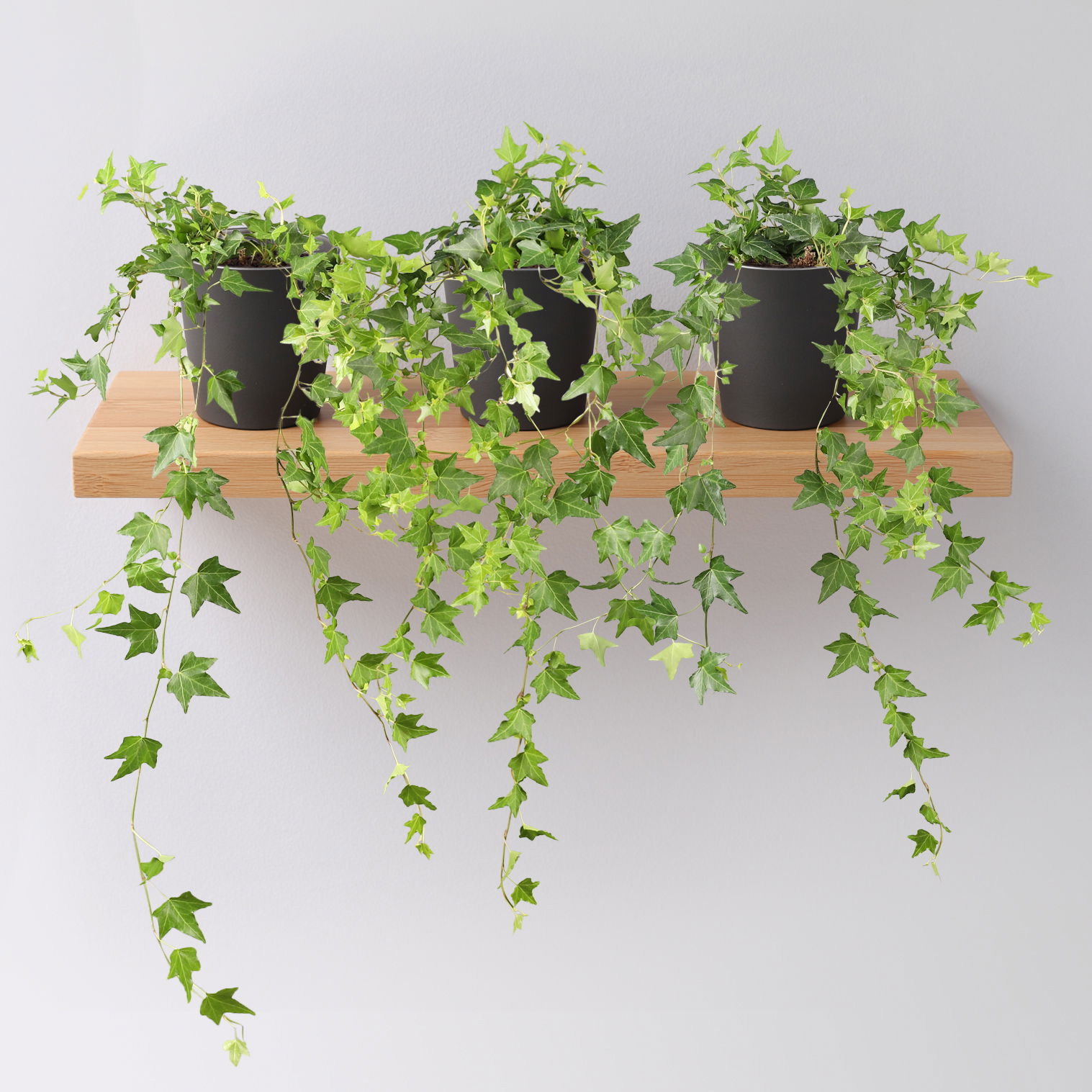 Efeu inkl. Keramiktopf Dallas anthrazit Topf-Ø 12/13 cm, 3er-Set